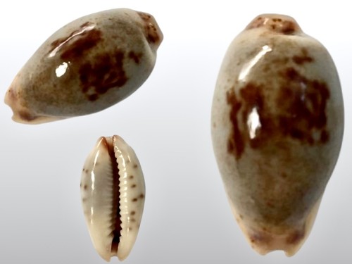 Cypraea gracilis macula - , f