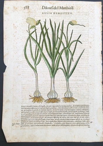 Stampa antica 1565 pietro