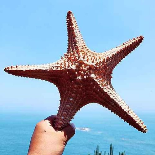 Conchiglia stella marina