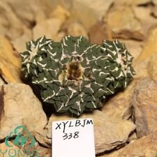 Cactus Ariocarpus kotschoubeyanus 5,9 cm multi teste raro WYSIWYG autoradicato