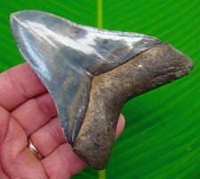 Dente squalo megalodonte - dente,