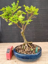 bonsai   olmo parvifolia   h