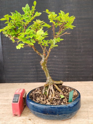Bonsai olmo parvifolia h - ,
