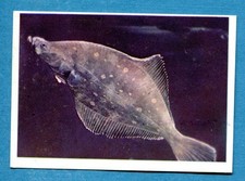 Figurina Panini-ANIMALI DI TUTTO IL MONDO 1965-n.263 - SOGLIOLA -rec