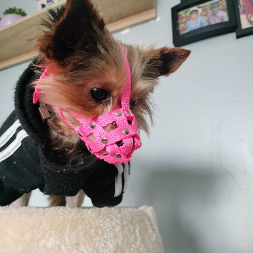 Museruola per cani nylon - museruola, in