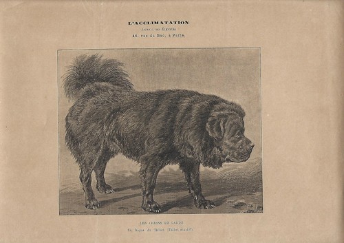 Stampa antica cane razza - antica,