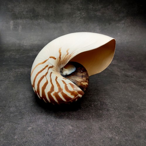 Conchiglia naturale nautilus - naturale,