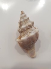 FASCIOLARIA LIGNARIA   BARGAIN