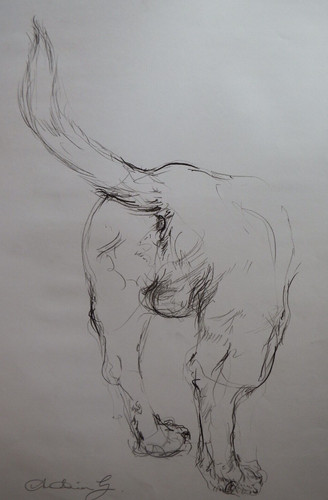 Jack russel disegno matita - disegno, a