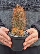 Copiapoa andina (Chile)