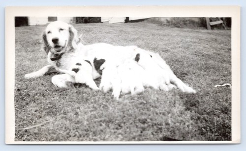 English setter dog - english,