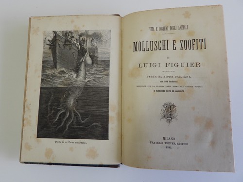 Figuier molluschi e - -, zoofiti