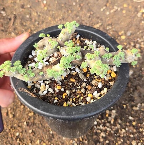 Monsonia multifida succulenta - monsonia, multifida,