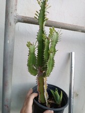 Cactus alto - cactus,