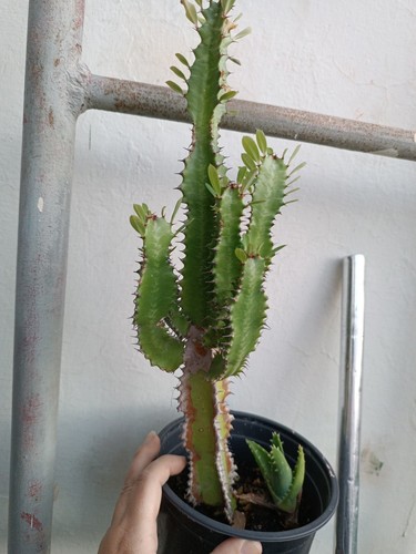 Cactus alto - cactus, 34