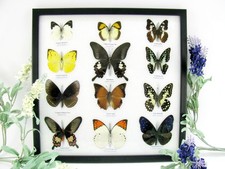 12 farfalle vere, imbottite