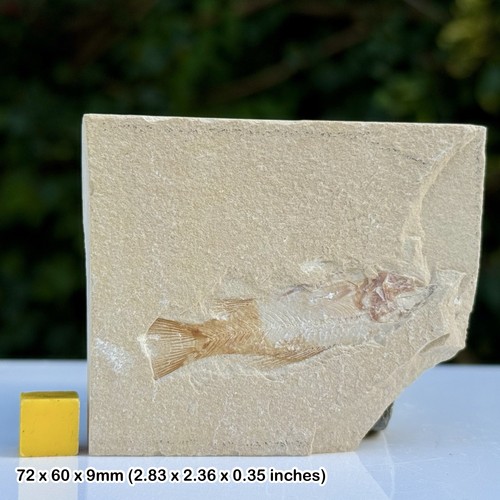 Pattersonichthys fossil fish - fossil,