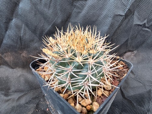 Gymnocalycium neuhuberi - gymnocalycium,