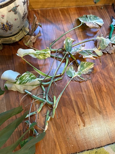 Rare monstera albo - rare,