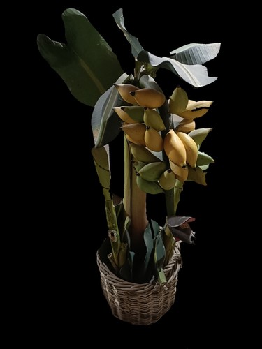 Pianta banano modello - di,