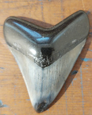 Megalodonte dente squalo - megalodonte,