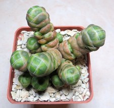 crassula barklyi