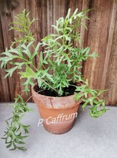 Pelargonium caffrum Petide