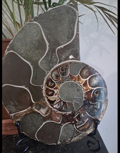 Ammolite ammonite madagascar - ammonite,