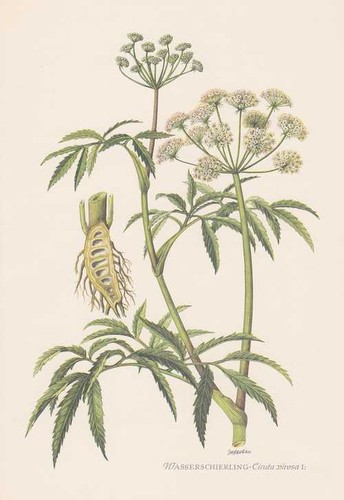 Wasserschierling cicuta - wasserschierling,