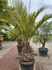 palma da miele cilena resistente all'inverno Jubaea chilensis 2,5-3 m 70-80 cm tronco palma