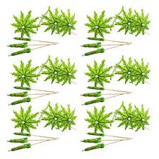  50 pezzi Tropical Coconut