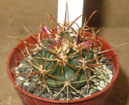Ferocactus chrysacanthus - , v