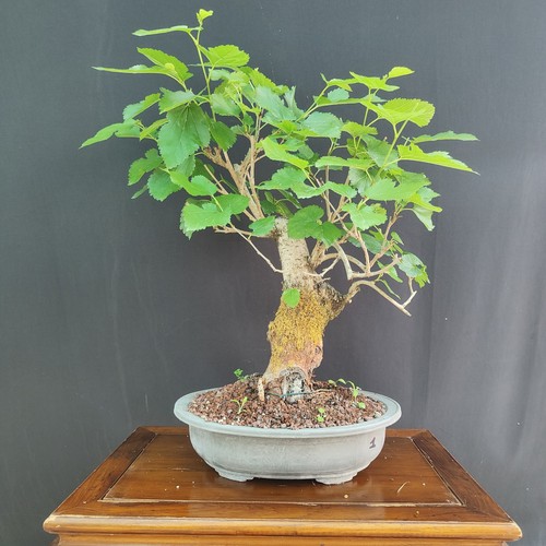 Pre bonsai gelso nero - pre,