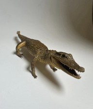 Coccodrillo caimano - coccodrillo,