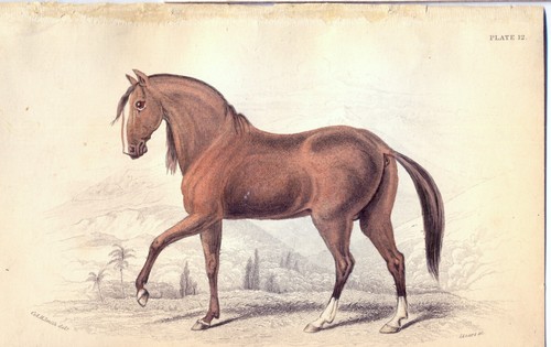 Cavallo inglese jardine - cavallo,