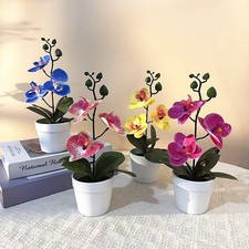 Orchid Bonsai Phalaenopsis