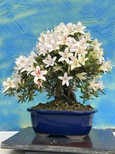 Joe Bonsai di Azalea Forma