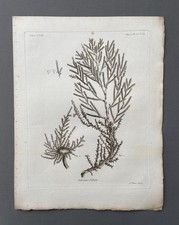 Incisione antica, botanica