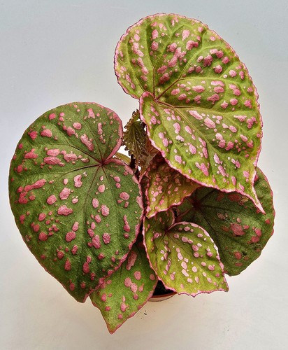 Bellissima begonia muara wahau - bellissima,