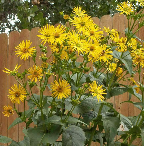 Cup plant seeds - plant,