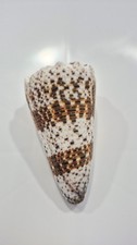 CONUS IMPERIALIS  BIG SIZE!  BARGAIN!!
