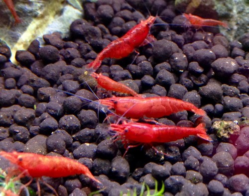 Neocaridina caridina red - caridina, fire