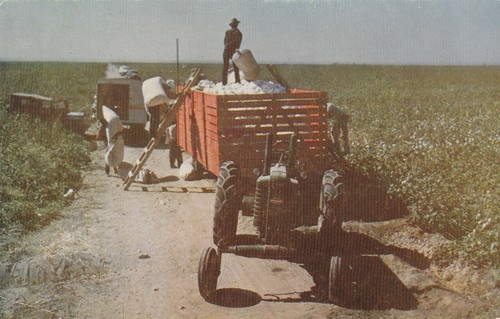 Raccolta cotone campo con - campo,