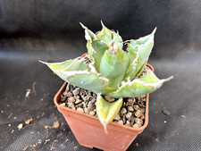 AGAVE TITANOTA WHITE KING CACTUS PIANTE GRASSE AGAVE SUCCULENTE Y1