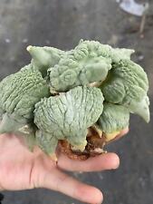 Rara Pianta Succulenta