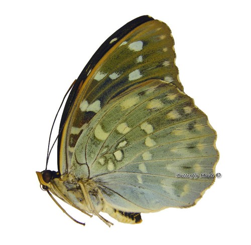 Farfalla nymphalidae non - farfalla/nymphalidae,