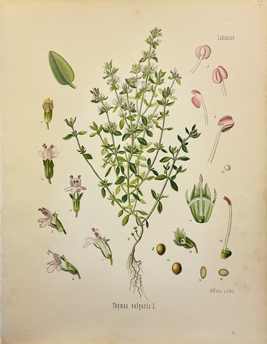 Thymus vulgaris 1886 botanica