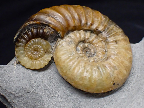 Asteroceras obtusum display