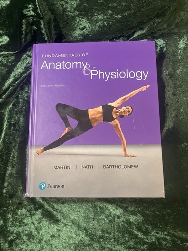 Fundamentals anatomy - anatomy, &