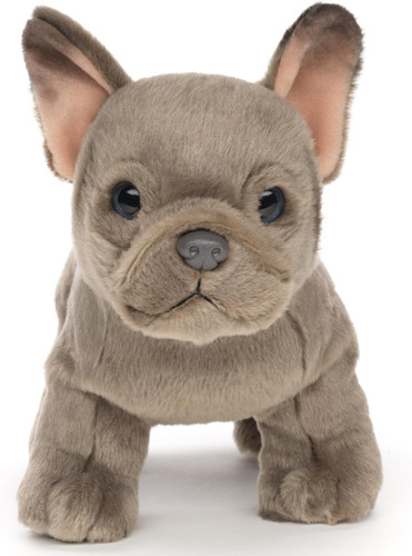 Bulldog francese - -,